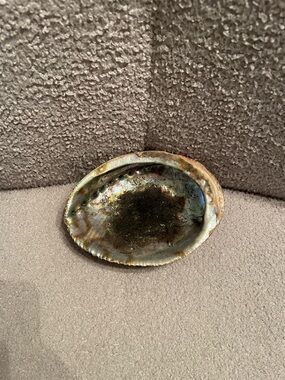 Natural Abalone Shell